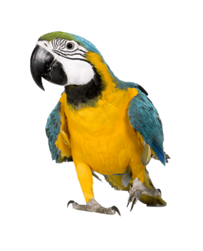 Parrots & Birds for sale