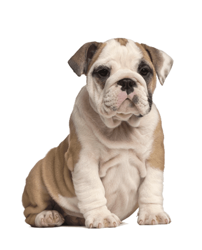 Dogs & Puppies for sale / adoption in New Zealand