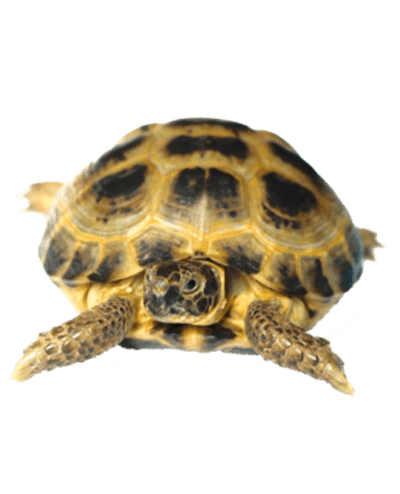 Turtles & Reptiles for Sale