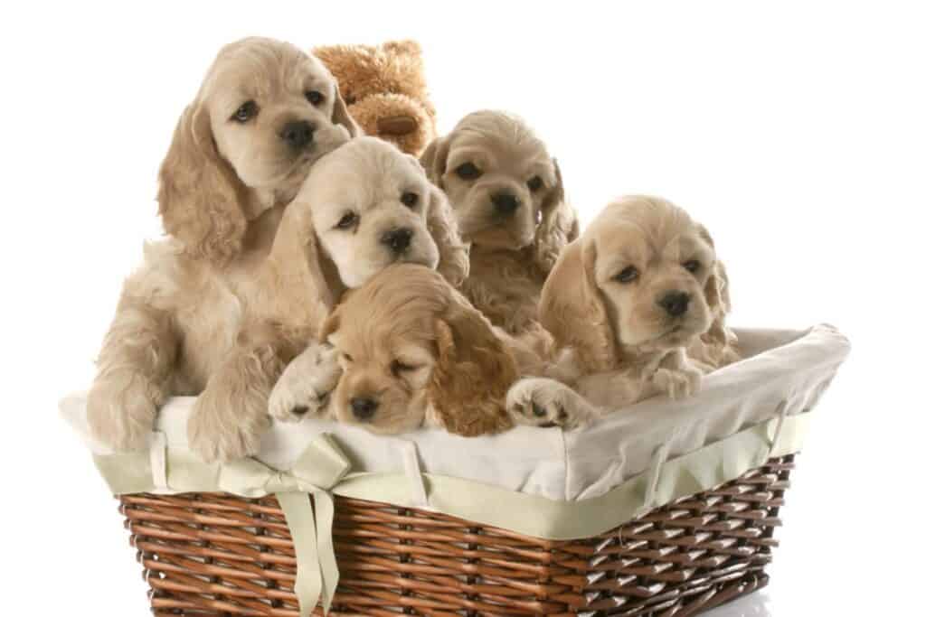 How To Pick The Best Puppy From A Litter