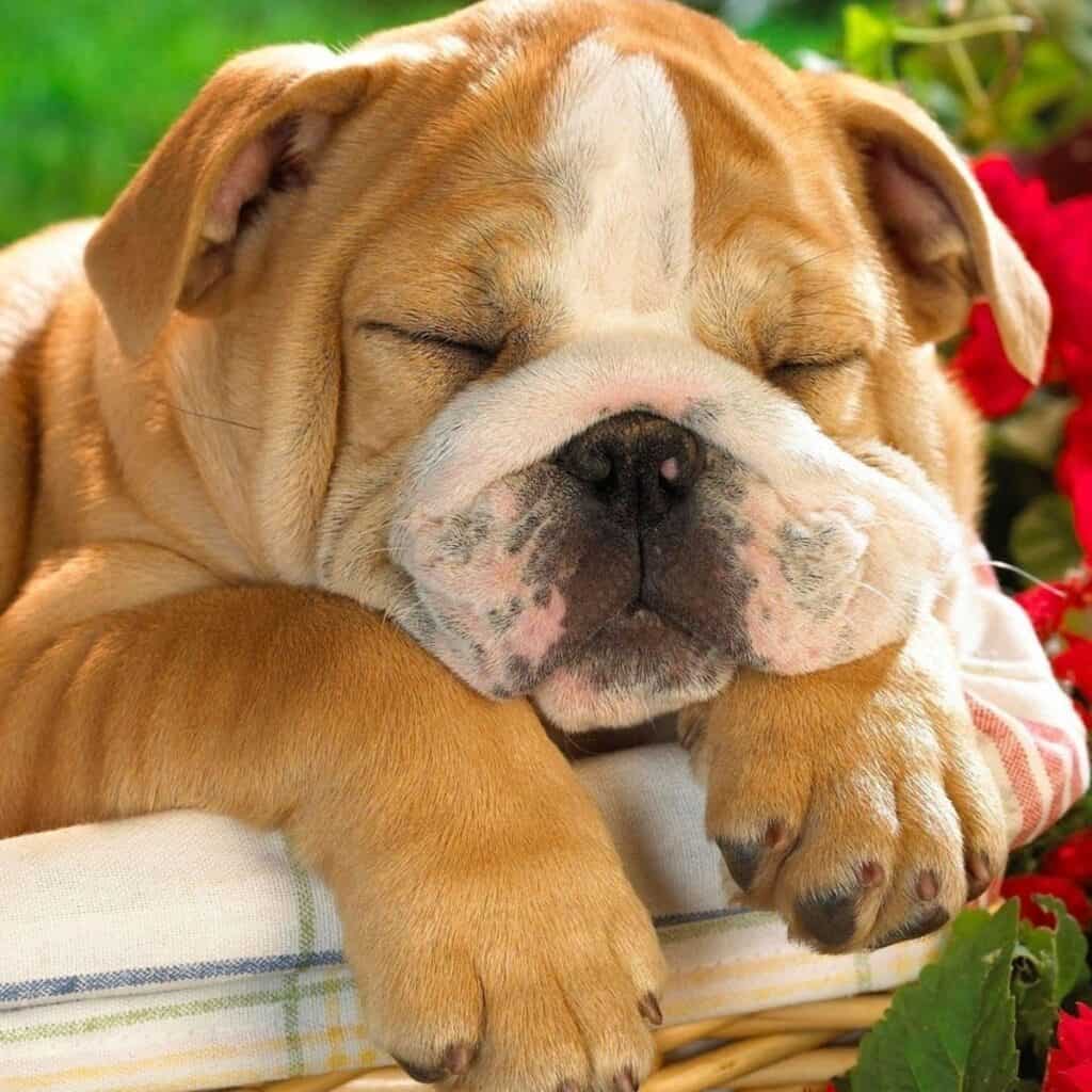 english bulldog puppies sleeping