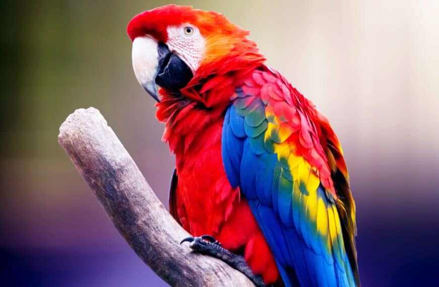 Pet Macaw birds and parrots