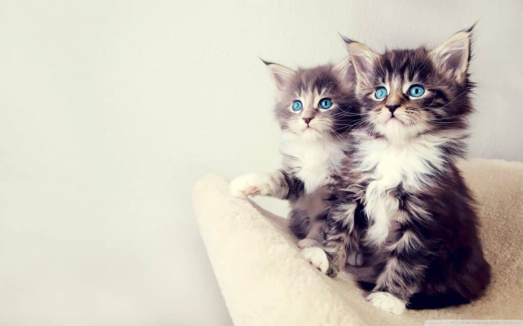 Fluffy cats and kittens