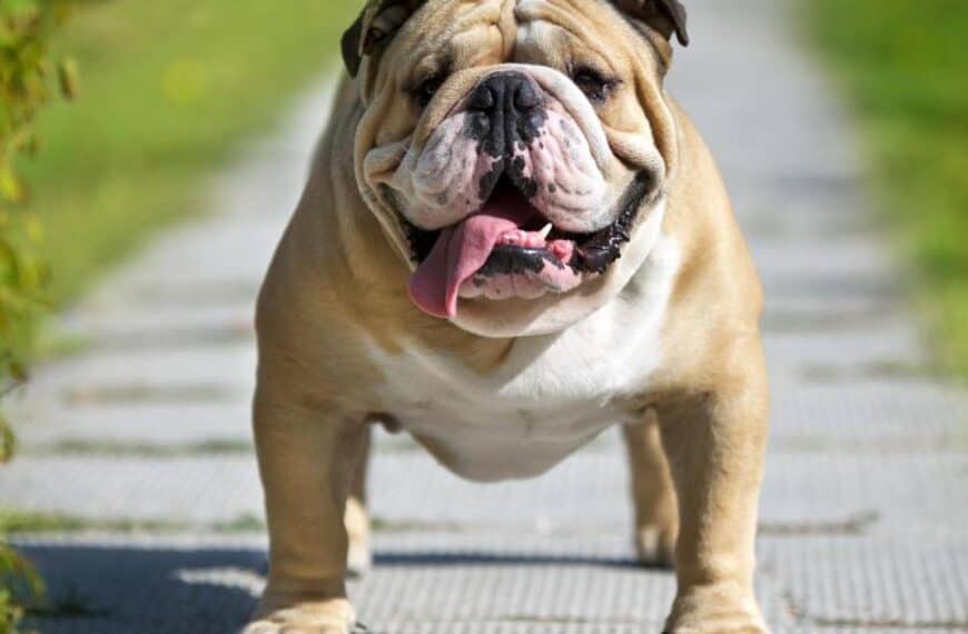 British Bulldog Stud dog services