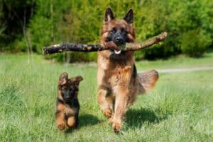 German Shepherd Dog and Puppy playing