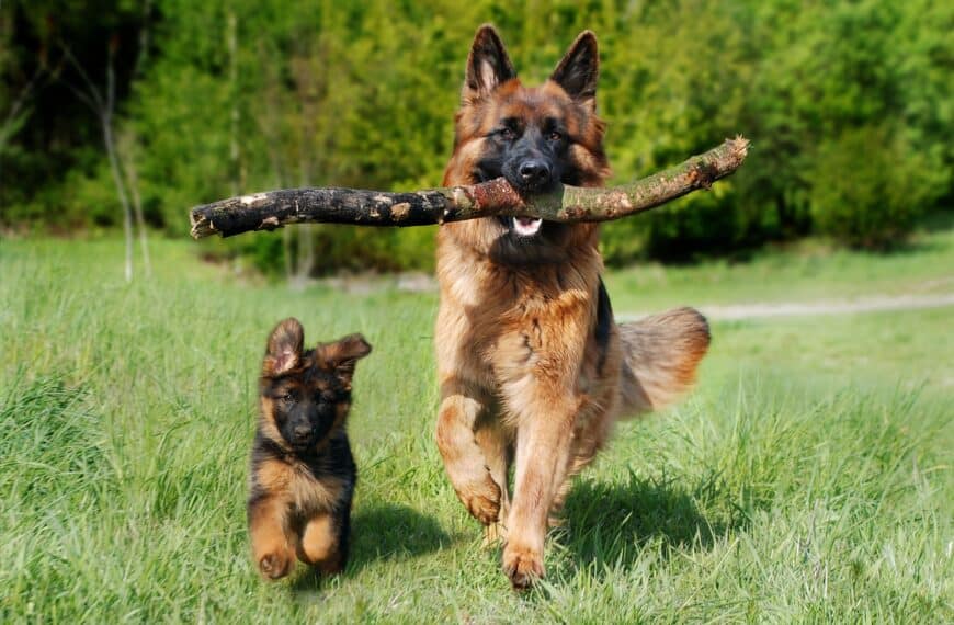 German Shepherd Dog and Puppy playing